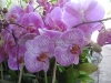 Lavendar Striped Phalaenopsis Orchids