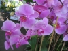 Light Lavendar Phalaenopsis Orchids