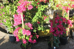 Miami Pink Bougainvillea