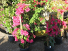 miami-pink-bougainvillea