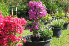 New River Bougainvillea