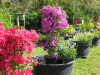 new-river-bougainvillea