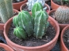 peruvian-cactus