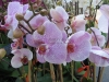phalaenopsis-orchid-10