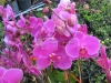 phalaenopsis-orchid-11