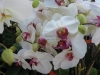 phalaenopsis-orchid-12