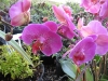 phalaenopsis-orchid-14
