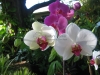 phalaenopsis-orchid-15