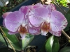 phalaenopsis-orchid-17