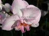phalaenopsis-orchid-18