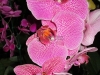 phalaenopsis-orchid-22