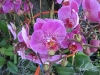 phalaenopsis-orchid-25