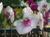 phalaenopsis-orchid-26