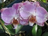 phalaenopsis-orchid-5