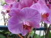 phalaenopsis-orchid-6