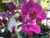 phalaenopsis-orchids-1