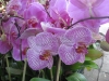 phalaenopsis-orchids-12