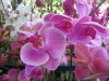 phalaenopsis-orchids-4