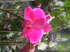 phalaenopsis-orchids-5