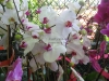 pink-white-phalaenopsis-orchids