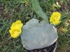 prickly-pear-cactus-1