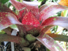 aztec-bromeliad