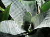 big-green-with-pink-bromeliad