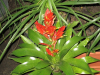 bromeliad-1