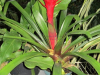 bromeliad-2