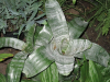 bromeliad
