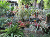 misc-bromeliads