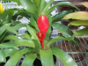 red-sword-bromeliad