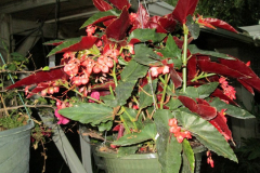 Red Torch Begonias