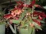 Red Torch Begonias