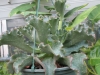 rosette-succulent