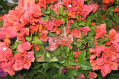 Sundown Bougainvillea