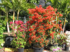 sundown-bougainvillea-1