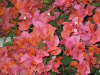 sundown-bougainvillea-2