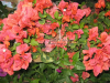 sundown-bougainvillea