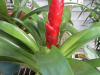 red-torch-bromeliad