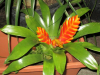 torch-bromeliad-1