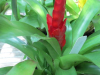 torch-bromeliad