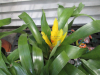 yellow-torch-bromeliad
