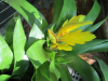 yellow-torch-bromeliads