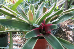 Tricolor Bromeliad