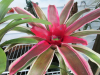 tricolor-bromeliad-1