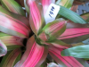 tricolor-bromeliad-2