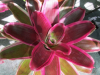 tricolor-bromeliad
