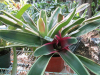 tricolor-bromeliad_2