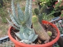 Unlabeled Blue Cactus